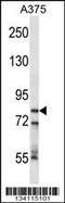 Cleavage and polyadenylation specificity factor subunit 3 antibody, 58-002, ProSci, Western Blot image 