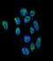 Zinc Finger Protein 202 antibody, LS-C160835, Lifespan Biosciences, Immunofluorescence image 