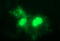 Parvin Beta antibody, M04707, Boster Biological Technology, Immunofluorescence image 