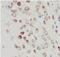 GluA1 antibody, FNab10518, FineTest, Immunohistochemistry frozen image 