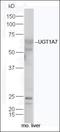 UDP Glucuronosyltransferase Family 1 Member A7 antibody, orb313418, Biorbyt, Western Blot image 