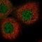 Antagonist Of Mitotic Exit Network 1 Homolog antibody, NBP1-91663, Novus Biologicals, Immunofluorescence image 