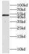 Protein Phosphatase 2 Regulatory Subunit Bgamma antibody, FNab06718, FineTest, Western Blot image 