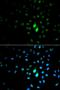 PIN1 antibody, orb48491, Biorbyt, Immunofluorescence image 