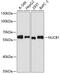 NUCB1 antibody, 19-240, ProSci, Western Blot image 