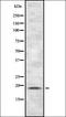 PBR antibody, orb337118, Biorbyt, Western Blot image 