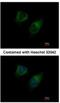 Diacylglycerol Kinase Gamma antibody, NBP1-33055, Novus Biologicals, Immunofluorescence image 