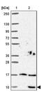 Small Nuclear Ribonucleoprotein Polypeptide G antibody, NBP2-38045, Novus Biologicals, Western Blot image 