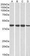 mRNA export factor antibody, GTX89517, GeneTex, Western Blot image 