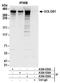 Golgin subfamily B member 1 antibody, A304-035A, Bethyl Labs, Immunoprecipitation image 