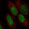 Anti-Silencing Function 1A Histone Chaperone antibody, HPA071495, Atlas Antibodies, Immunofluorescence image 