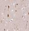 Secretogranin III antibody, NBP1-89825, Novus Biologicals, Immunohistochemistry frozen image 