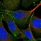 Par-3 Family Cell Polarity Regulator antibody, HPA030443, Atlas Antibodies, Immunofluorescence image 