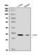 Cerebellar Degeneration Related Protein 1 antibody, A08472-1, Boster Biological Technology, Western Blot image 
