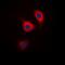 Catenin Delta 1 antibody, orb393262, Biorbyt, Immunofluorescence image 
