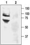 Amiloride-sensitive cation channel 3 antibody, PA5-77734, Invitrogen Antibodies, Western Blot image 