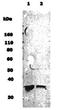 RNA-binding protein Musashi homolog 1 antibody, TA336268, Origene, Western Blot image 