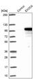 Exocyst Complex Component 6 antibody, PA5-57595, Invitrogen Antibodies, Western Blot image 