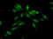 S-Phase Kinase Associated Protein 2 antibody, CSB-RA224072A0HU, Cusabio, Immunofluorescence image 