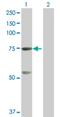 GTP Binding Protein 4 antibody, H00023560-B01P, Novus Biologicals, Western Blot image 