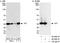 Non-Homologous End Joining Factor 1 antibody, A300-730A, Bethyl Labs, Immunoprecipitation image 