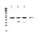 Htra antibody, PA5-79419, Invitrogen Antibodies, Western Blot image 