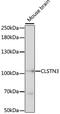 Calsyntenin-3 antibody, 16-221, ProSci, Western Blot image 