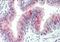 Zinc Finger DHHC-Type Containing 13 antibody, NBP1-51920, Novus Biologicals, Immunohistochemistry frozen image 