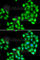 Opioid growth factor receptor antibody, A7074, ABclonal Technology, Immunofluorescence image 