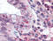 Leucine Rich Repeat Containing G Protein-Coupled Receptor 5 antibody, TA341349, Origene, Immunohistochemistry frozen image 