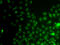 Interacts With SUPT6H, CTD Assembly Factor 1 antibody, 19-484, ProSci, Immunofluorescence image 