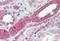 Myosin IH antibody, NBP2-26205, Novus Biologicals, Immunohistochemistry frozen image 
