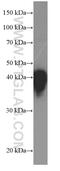 Zonulin antibody, 66229-1-Ig, Proteintech Group, Western Blot image 