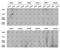 Histone H3.1t antibody, A08865, Boster Biological Technology, Chromatin Immunoprecipitation image 