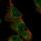 Ubiquitin Specific Peptidase 48 antibody, HPA030046, Atlas Antibodies, Immunocytochemistry image 
