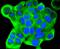 KRT18 antibody, A01357-2, Boster Biological Technology, Immunocytochemistry image 