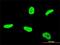TATA-Box Binding Protein Associated Factor 12 antibody, H00006883-M11, Novus Biologicals, Immunofluorescence image 