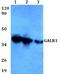 Galanin Receptor 1 antibody, A03861, Boster Biological Technology, Western Blot image 