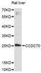 Coiled-Coil Domain Containing 70 antibody, LS-C749429, Lifespan Biosciences, Western Blot image 
