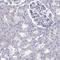T-Box, Brain 1 antibody, HPA078657, Atlas Antibodies, Immunohistochemistry paraffin image 