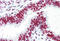 Apoptotic Chromatin Condensation Inducer 1 antibody, MBS247455, MyBioSource, Immunohistochemistry frozen image 