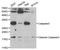 Sca1 antibody, TA327302, Origene, Western Blot image 