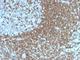 Intercellular Adhesion Molecule 3 antibody, NBP2-44547, Novus Biologicals, Immunohistochemistry frozen image 