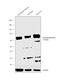 Acetylcholinesterase antibody, PA5-21371, Invitrogen Antibodies, Western Blot image 