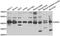 Deoxyhypusine Synthase antibody, LS-C334665, Lifespan Biosciences, Western Blot image 