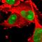 PHD Finger Protein 6 antibody, HPA001023, Atlas Antibodies, Immunofluorescence image 
