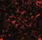 Nanos C2HC-Type Zinc Finger 2 antibody, NBP1-76917, Novus Biologicals, Immunocytochemistry image 