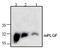 Placenta growth factor antibody, TA319124, Origene, Western Blot image 