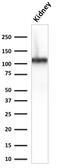 Cadherin-16 antibody, AE00265, Aeonian Biotech, Western Blot image 
