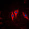 Keratin 5 antibody, LS-B16076, Lifespan Biosciences, Immunofluorescence image 